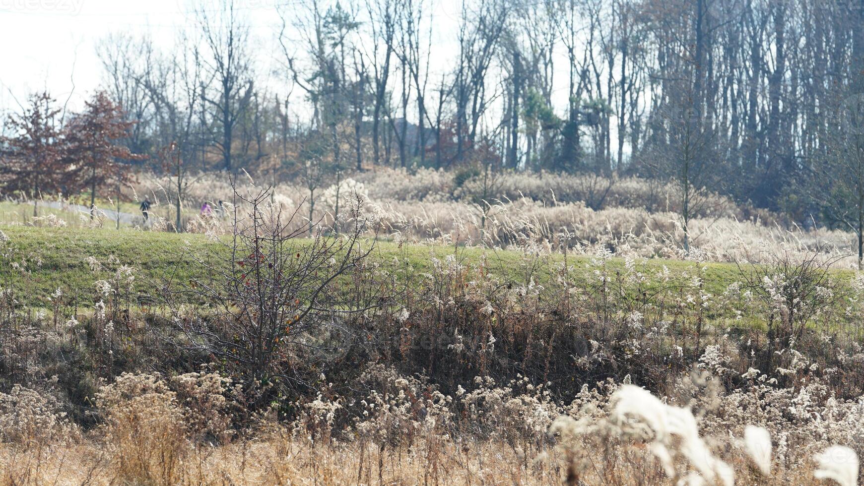 The wild forest view in the countryside of the city in winter photo