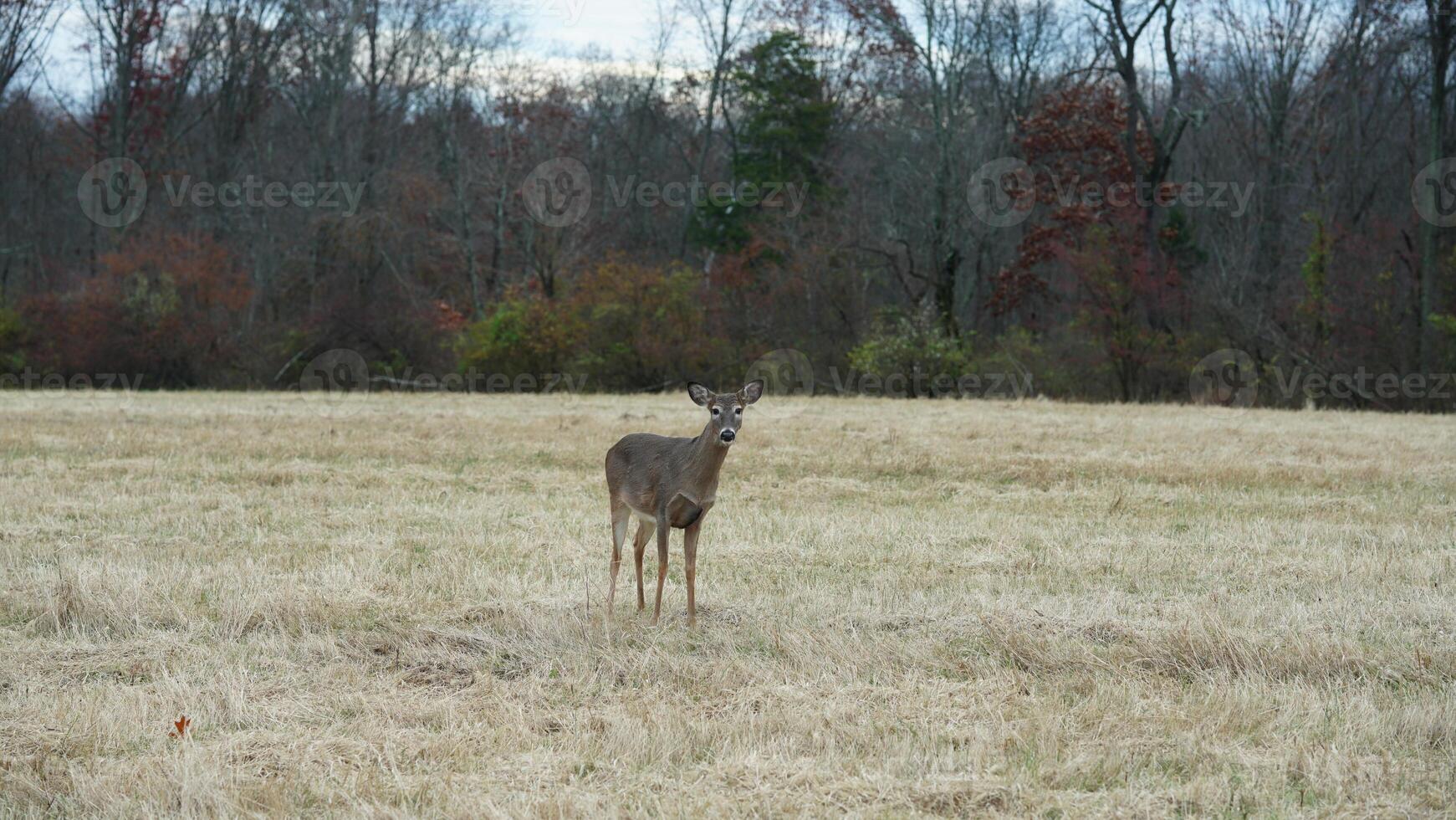 Several wild deers having a dinner in the autumn meadow photo