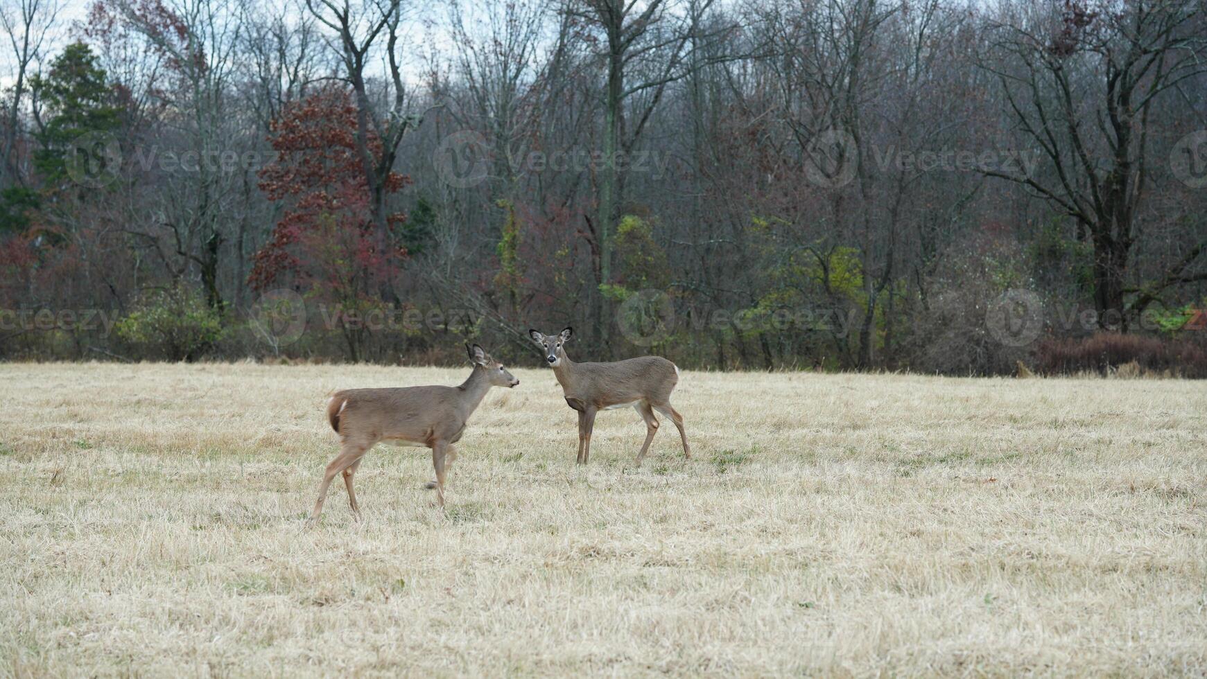 Several wild deers having a dinner in the autumn meadow photo