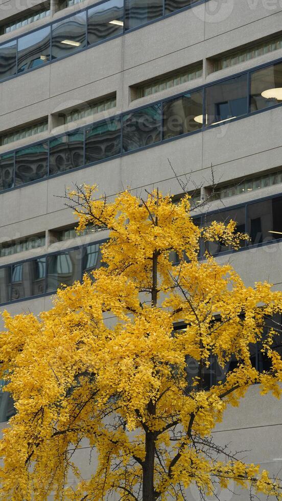 The beautiful Wshington DC city view in autumn photo