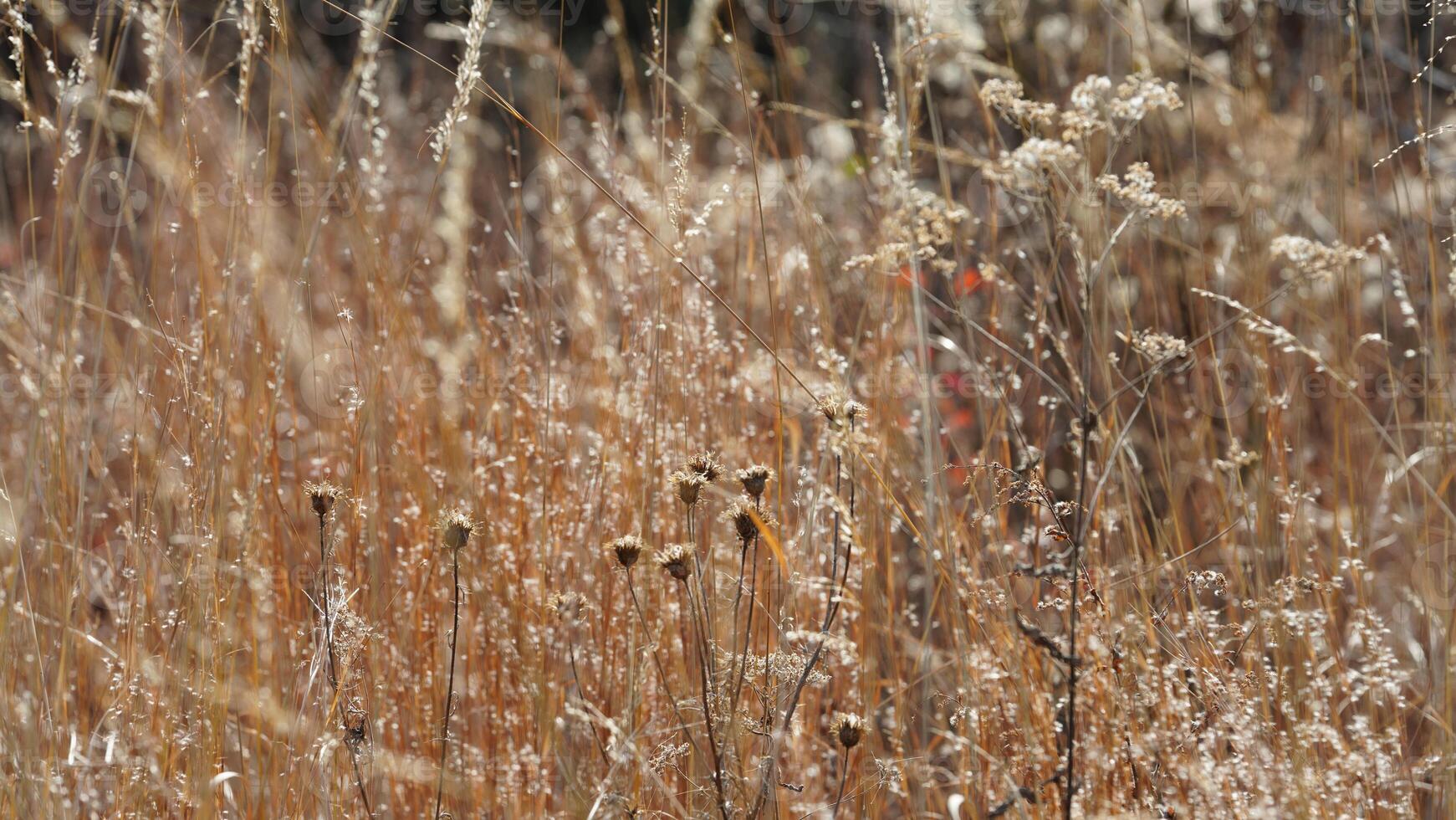 The wild forest view in the countryside of the city in winter photo