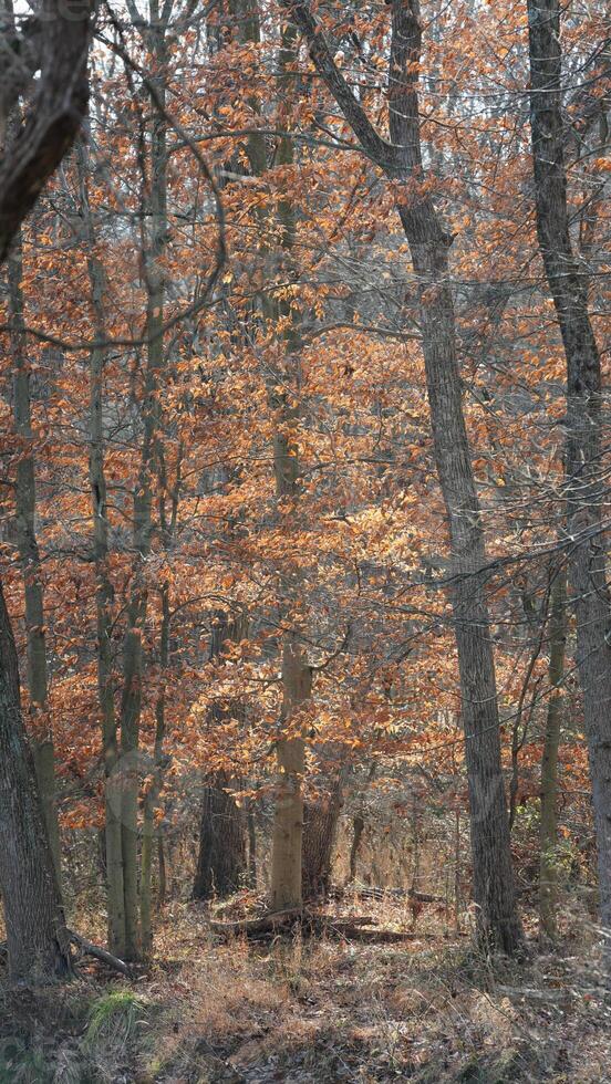 The wild forest view in the countryside of the city in winter photo