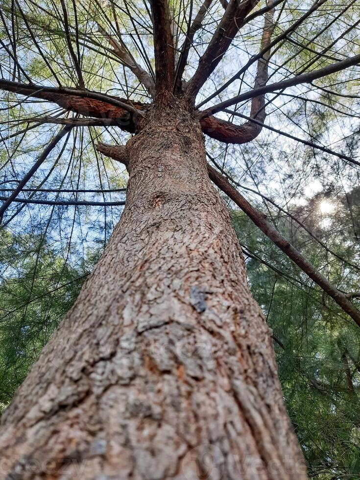 Low Angle View of a Pine Tree Trunk and Branches photo