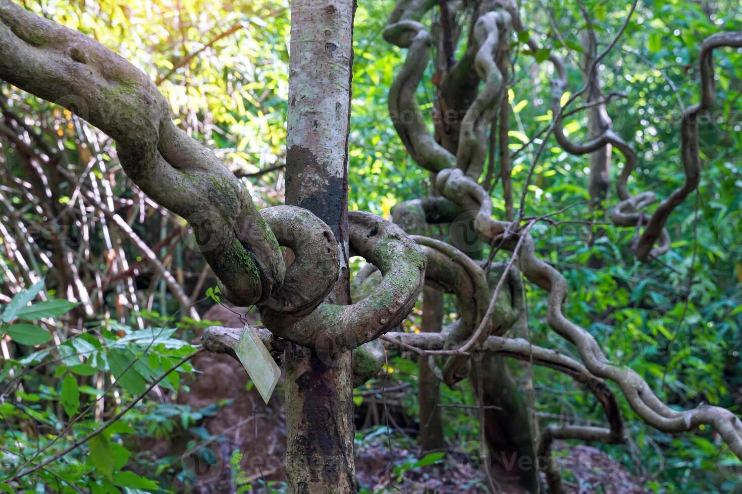 Bauhinia scandens is a hard vine that often grows far and wide across the canopy of other trees. The old vine is hard, tough, flat, and curves back and forth in regular waves. Looks like a staircase photo
