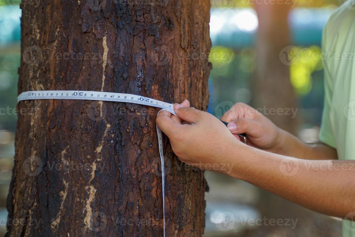 Asian child uses a tape measure to measure the circumference of a tree trunk. To study the carbon storage of trees photo