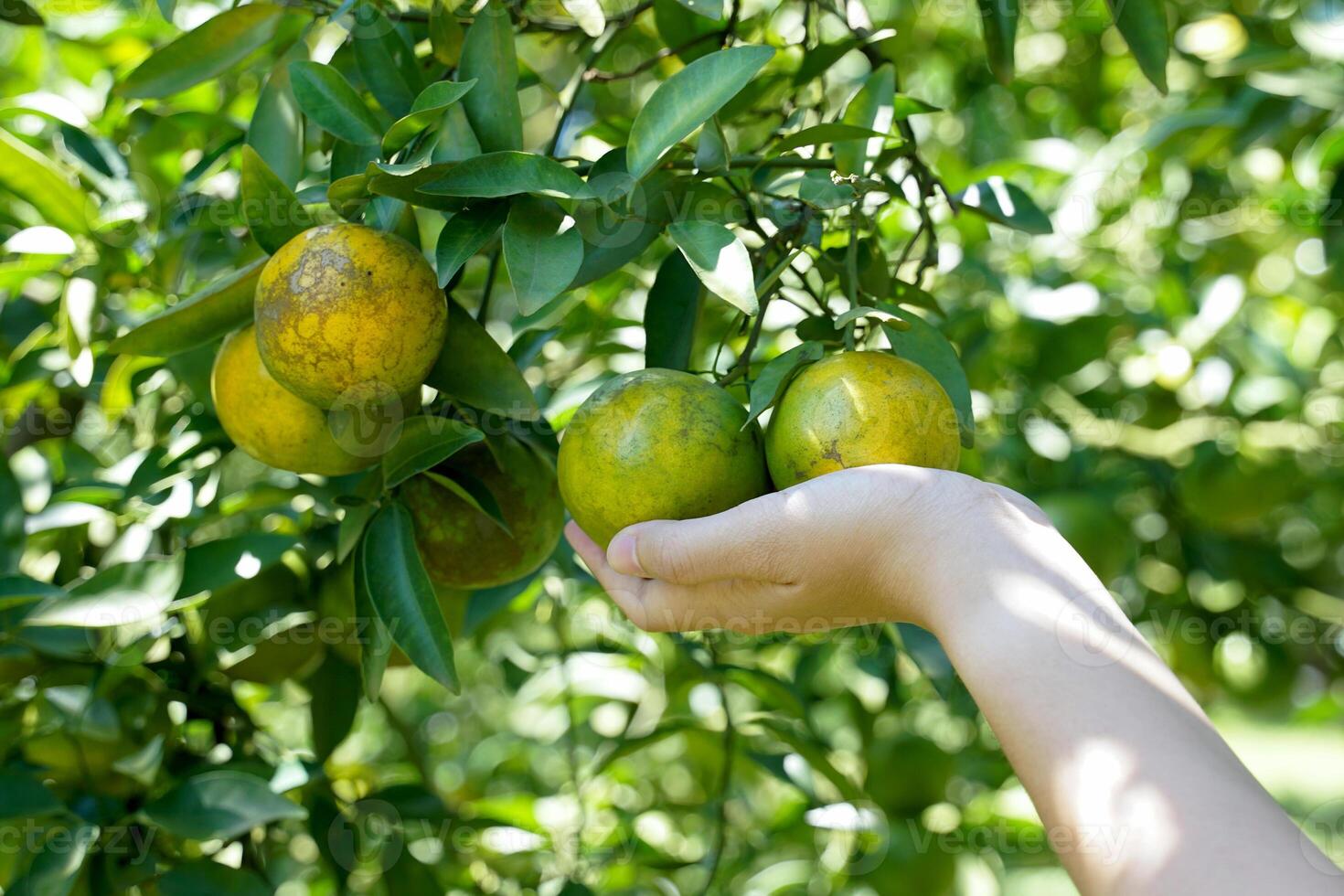 Hand holding fresh Honey Suckle oranges from the organic garden. It is a fruit that is high in vitamin C and has a delicious sweet and sour taste. photo