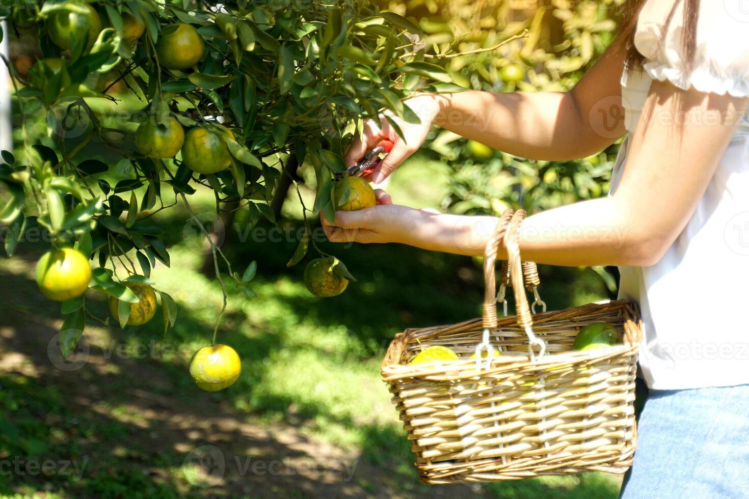female Asian tourist picks oranges and puts them in a basket in an organic garden that is open for visitors to view and pick for themselves. photo