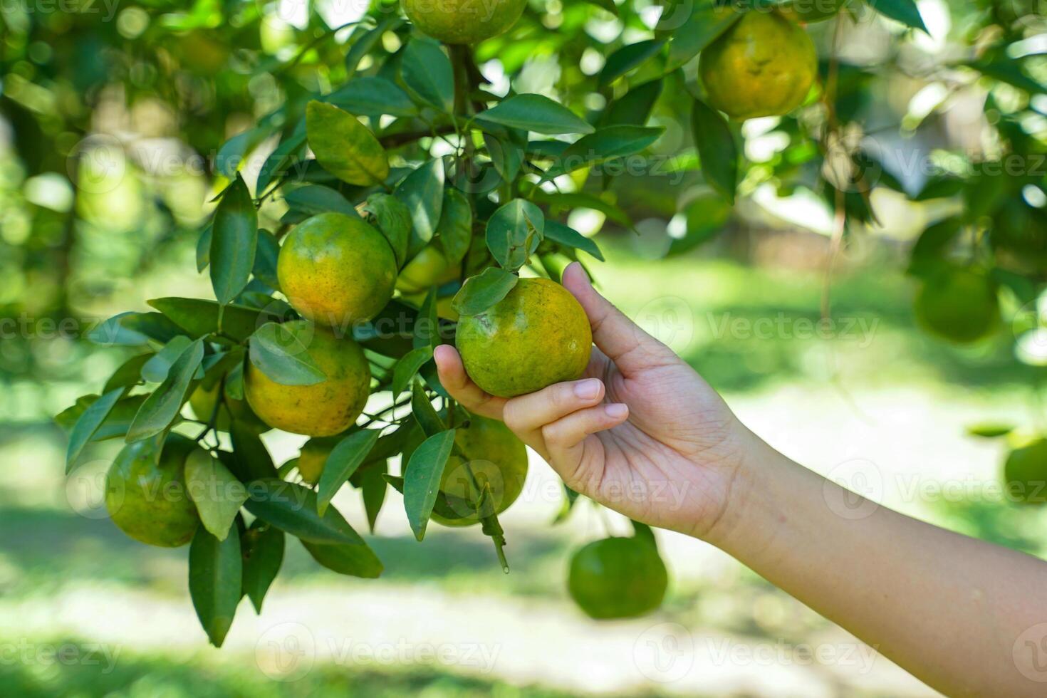 Hand holding fresh Honey Suckle oranges from the organic garden. It is a fruit that is high in vitamin C and has a delicious sweet and sour taste. photo