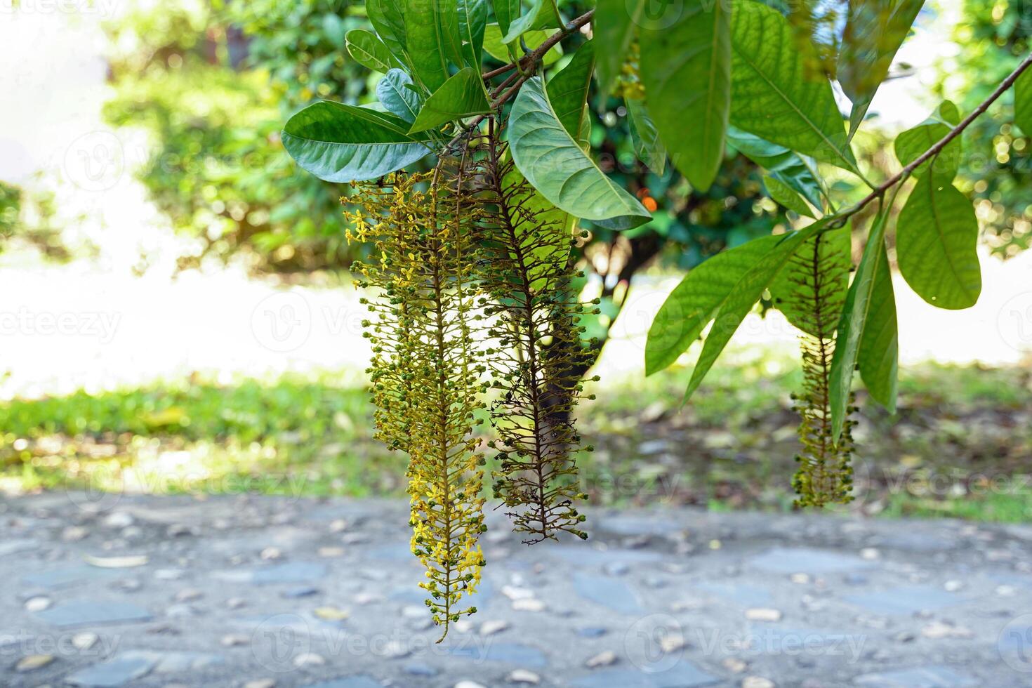 Lophanthera lactescens is a perennial plant that flowers in long clusters. Many flowers arranged closely together in an orderly manner. Yellow flowers with 5 sepals. photo