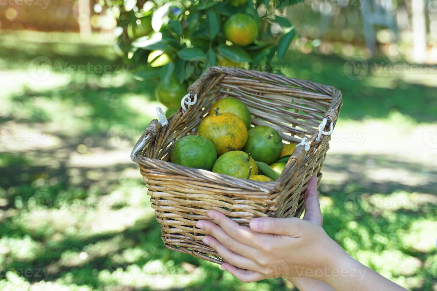 Hands carry a basket of oranges picked from the organic garden on the background of orange trees. photo