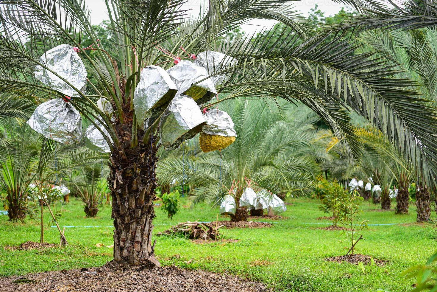 Fresh dates from the palm tree. Phoenix dactylifera Linn photo