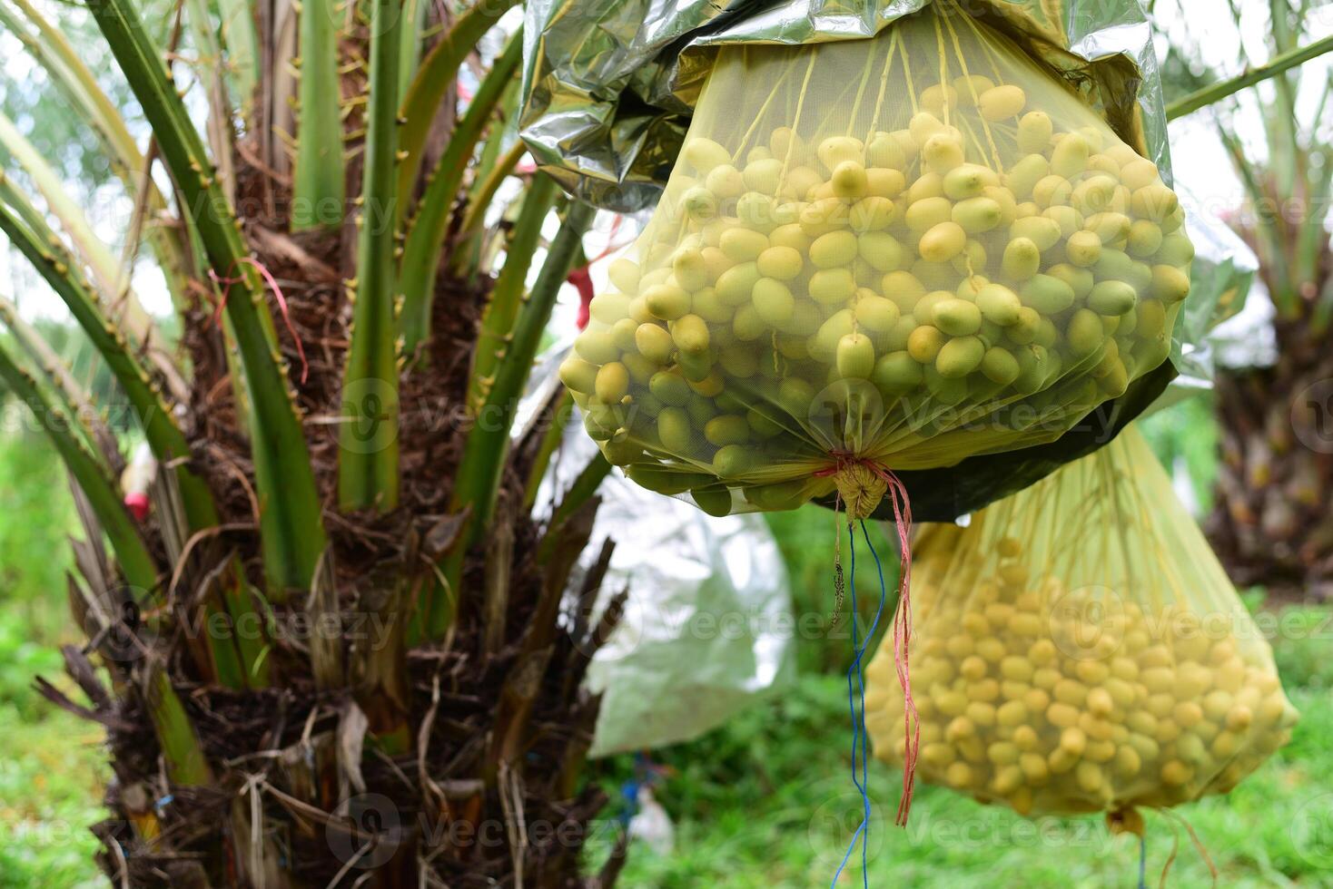 Fresh dates from the palm tree. Phoenix dactylifera Linn photo
