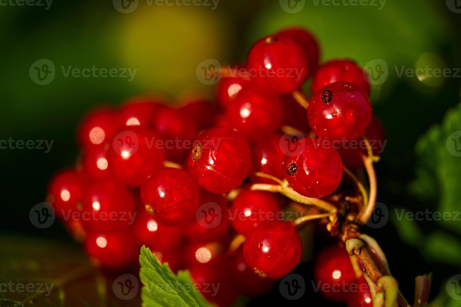 Branch of ripe red currant in a home garden photo