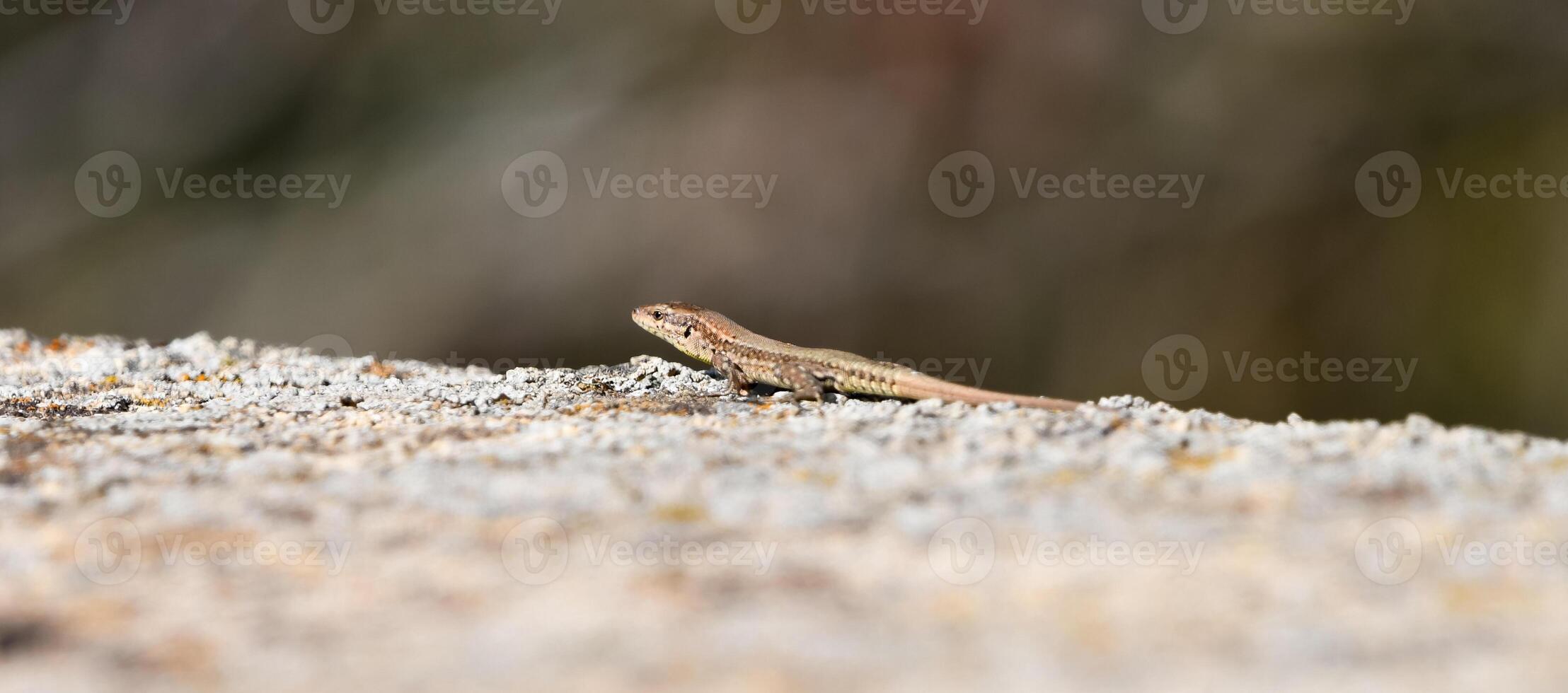 Iberian lizard Podarcis hispanicus photo