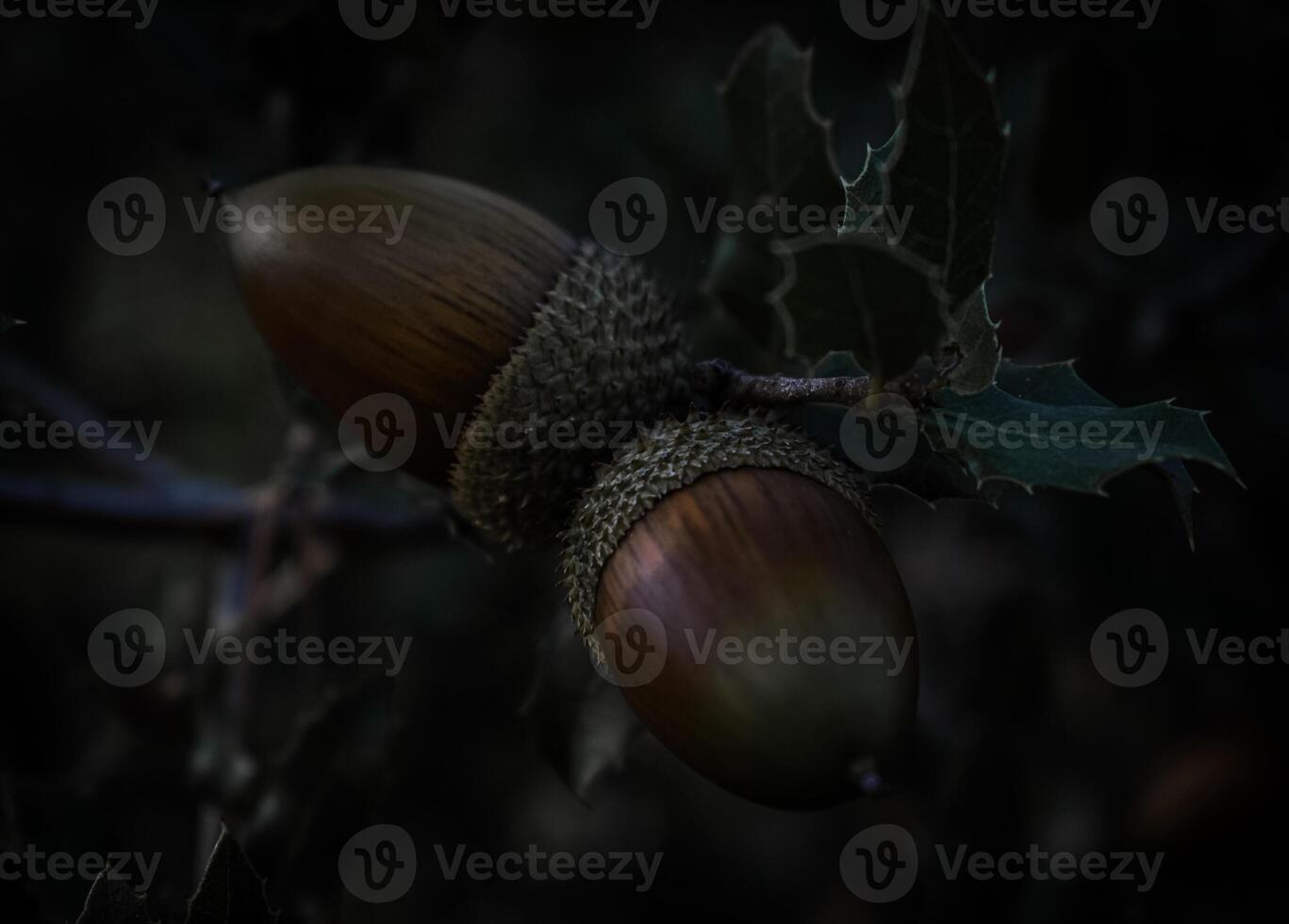 Acorn Isolated Autumn Background photo