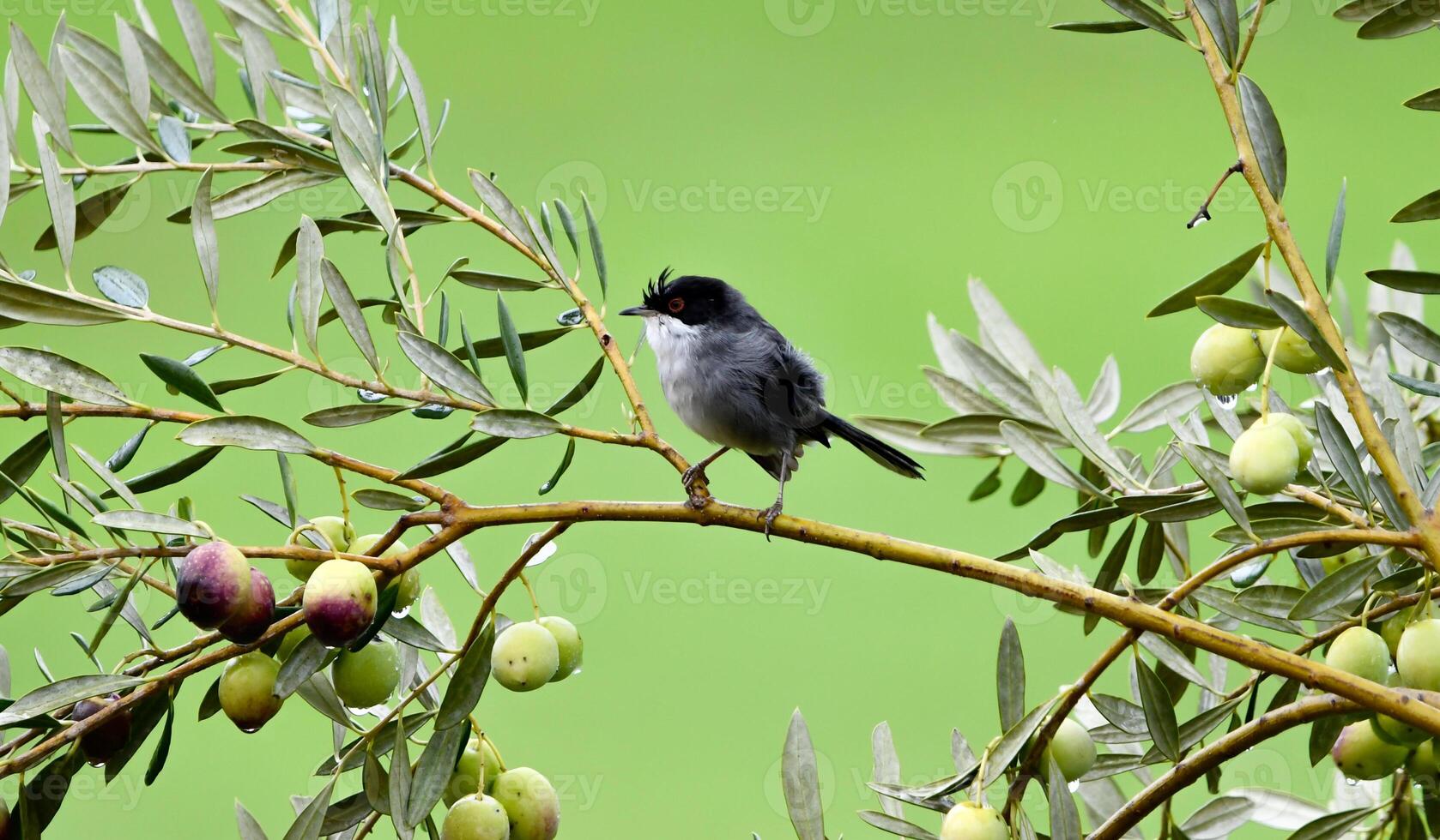 Beautiful Sylvia melanocephala warbler photo