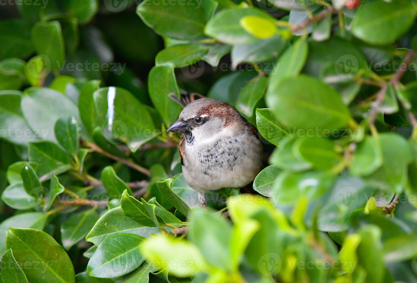 House Sparrow Passer domesticus photo