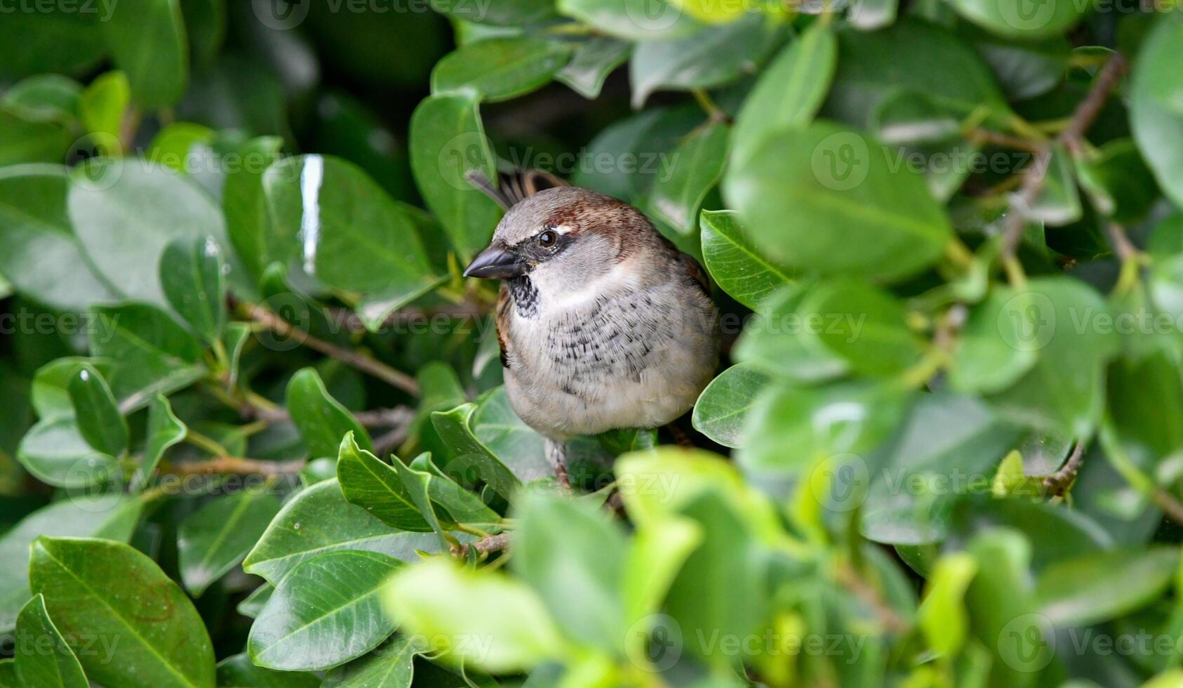 House Sparrow Passer domesticus photo
