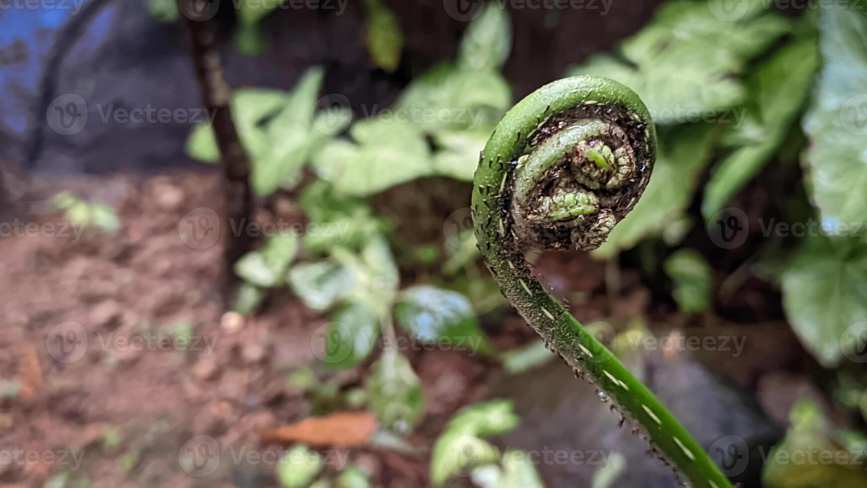 Young Fern Fiddlehead Unfurling in Nature photo
