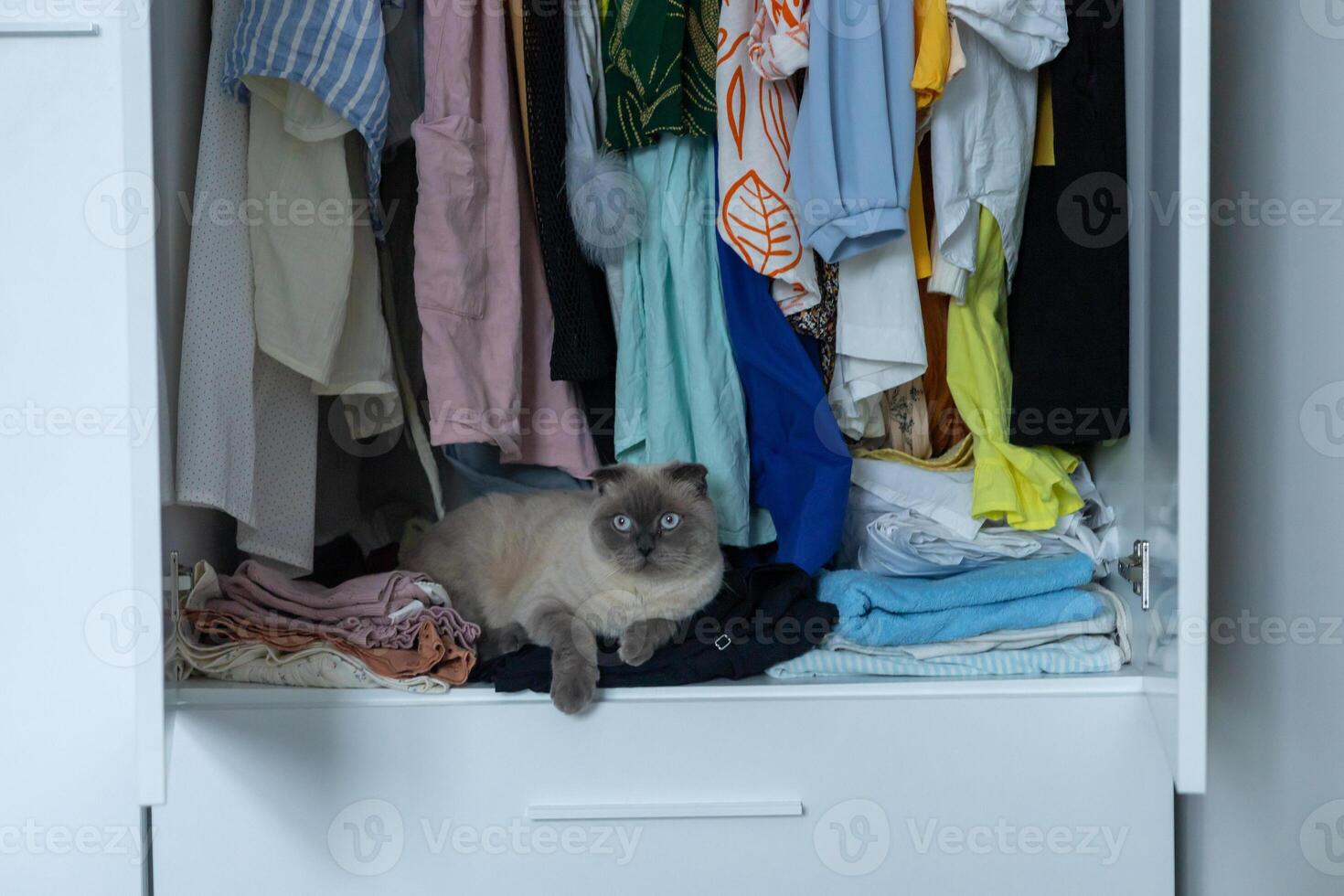 Curious cat lounging on clothing in a cluttered closet during daylight hours photo