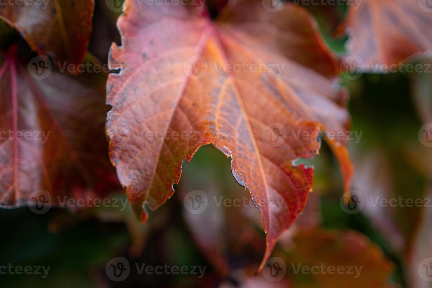 Leaves Autumn Fall Close-up of red and orange leaves changing color in the fall season. photo
