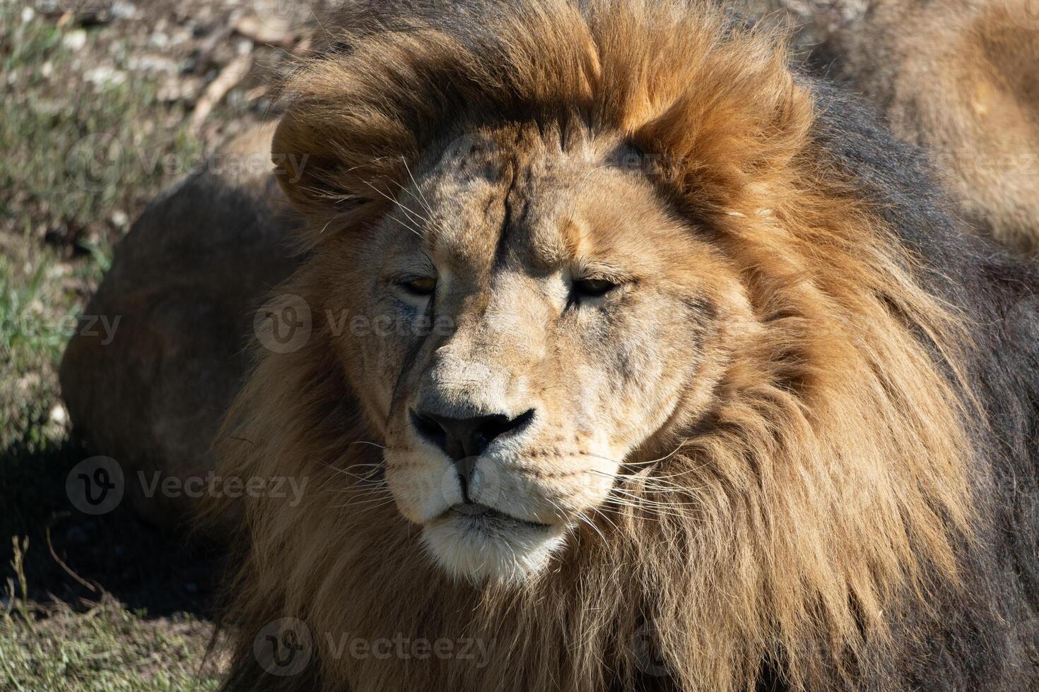 Lion Closeup Portrait Wildlife - A close-up portrait of a lion, likely taken in a zoo or wildlife sanctuary. The image captures the animal's majestic appearance and features its mane, eyes, and nose. photo