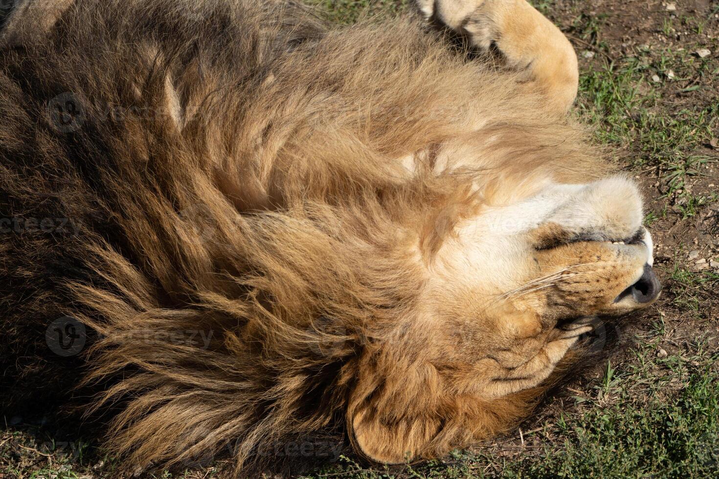 Lion, Grass, Resting - A male lion laying down and relaxing on a patch of green grass. photo