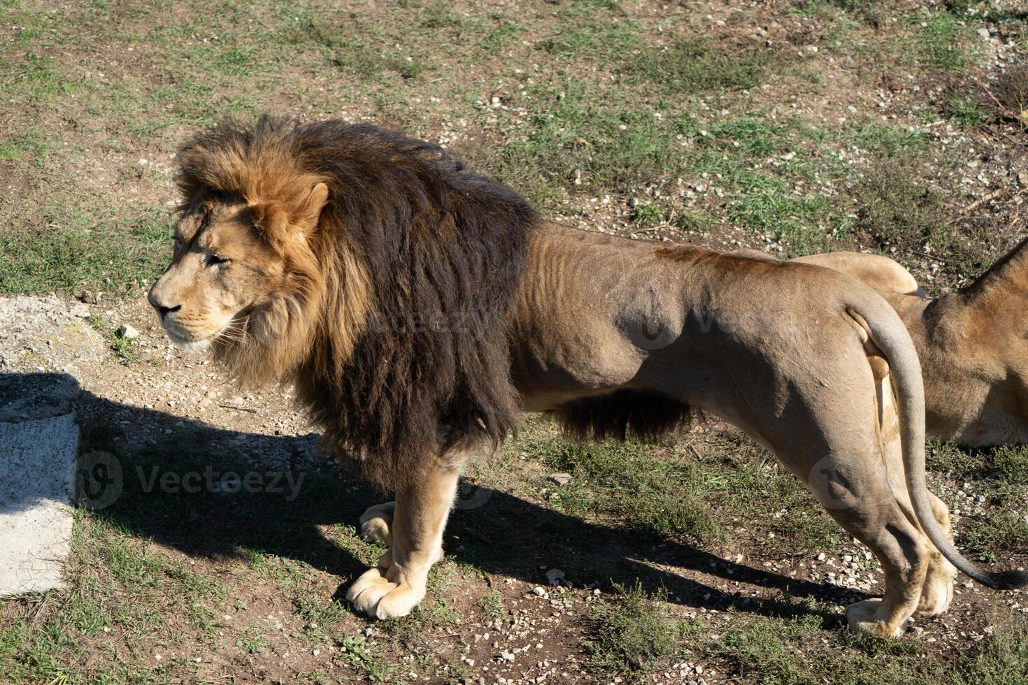Lion, Grass, Zoo - Male lion standing in grassy enclosure at a zoo. photo