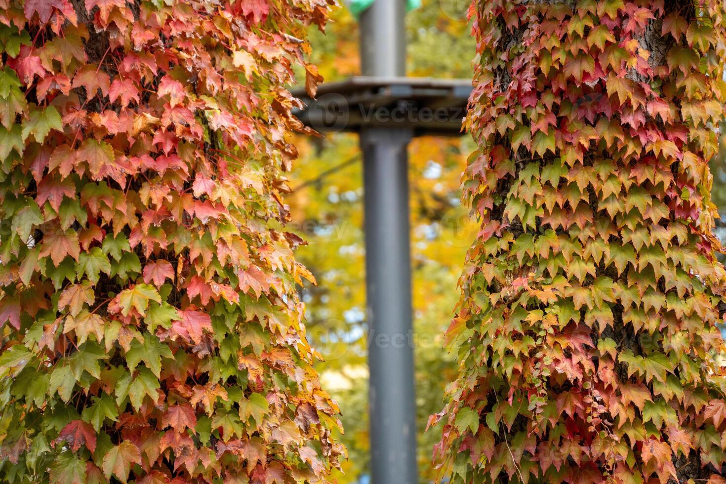 Fall Foliage Trees Autumn Colorful Leaves Climbing Up Tree Trunks photo