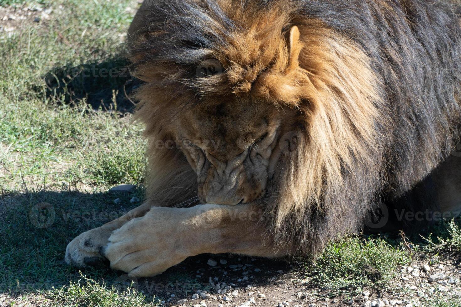Lion Grooming Paw Grass - A close-up photo of a lion grooming its paw in a grassy field.