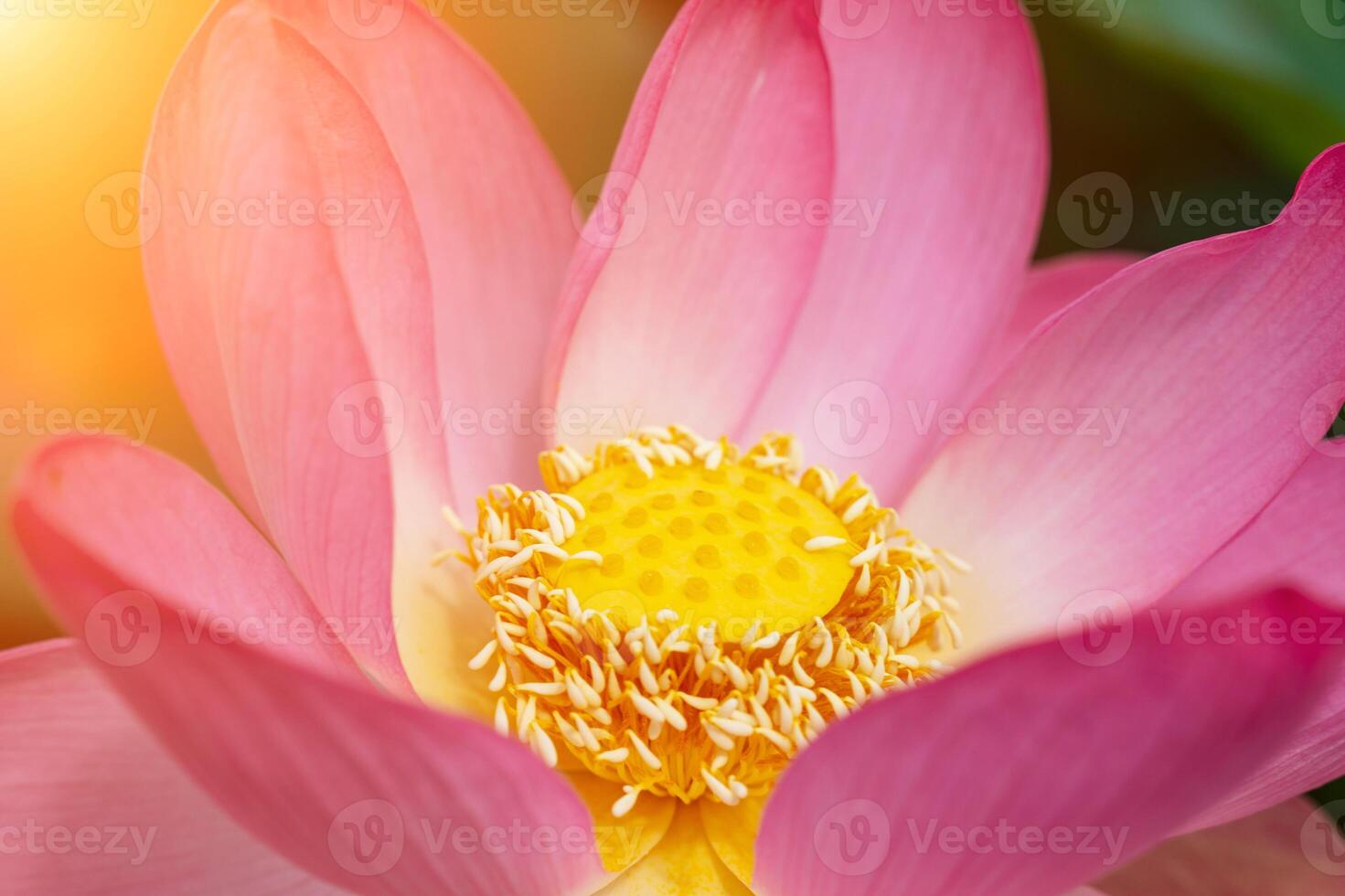 A pink lotus flower sways in the wind. Against the background of their green leaves. Lotus field on the lake in natural environment. photo
