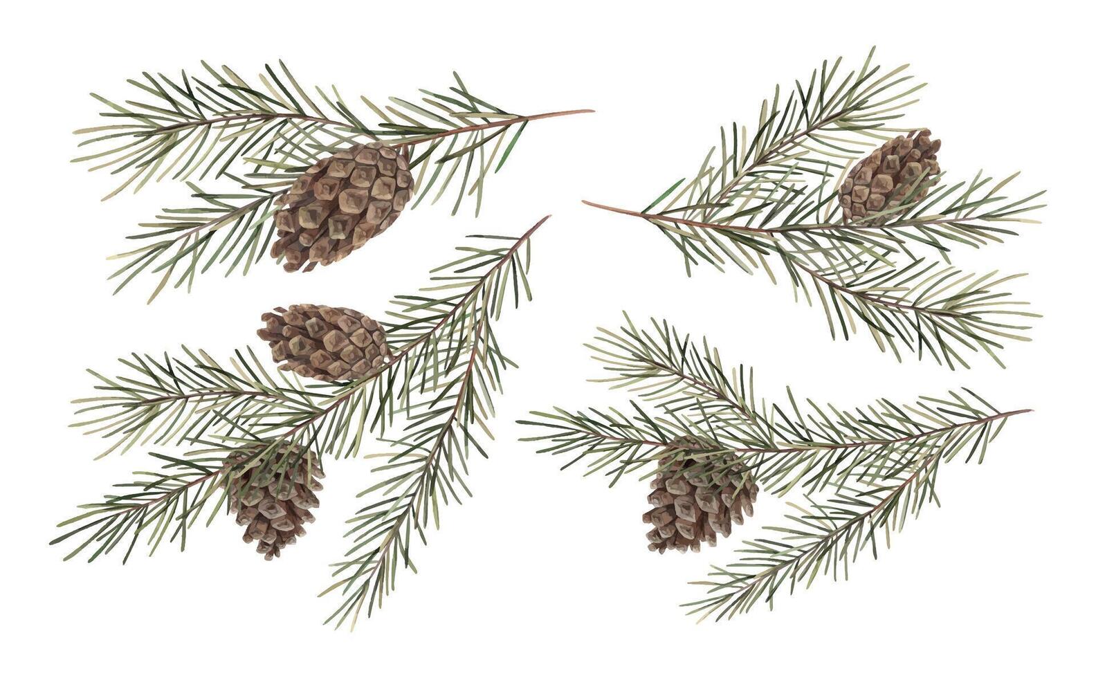 Fir branch with pine cones. Set of realistic illustrations, watercolor botanical drawing of a coniferous tree. Drawings for Christmas and New Year holidays, invitations, cards, wrapping paper. vector