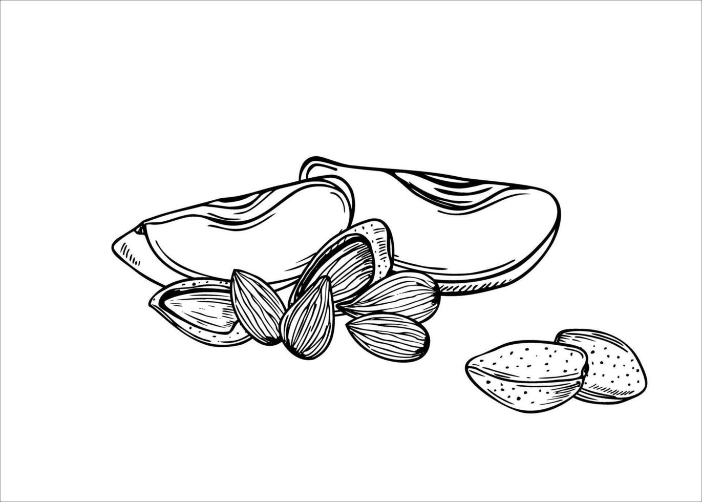 Almonds with two fresh apple slices illustration in black and white colors. Monochrome nuts and fruit ingredients for winter sweet desserts, drinks illustration. For menu design, package decor vector