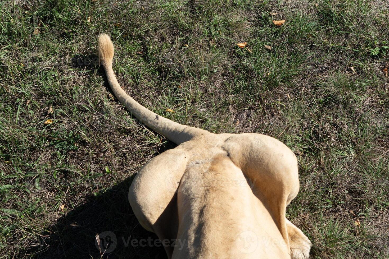 Lion Tail Grass Safari - Closeup of a lion's tail lying on grass in a safari. photo