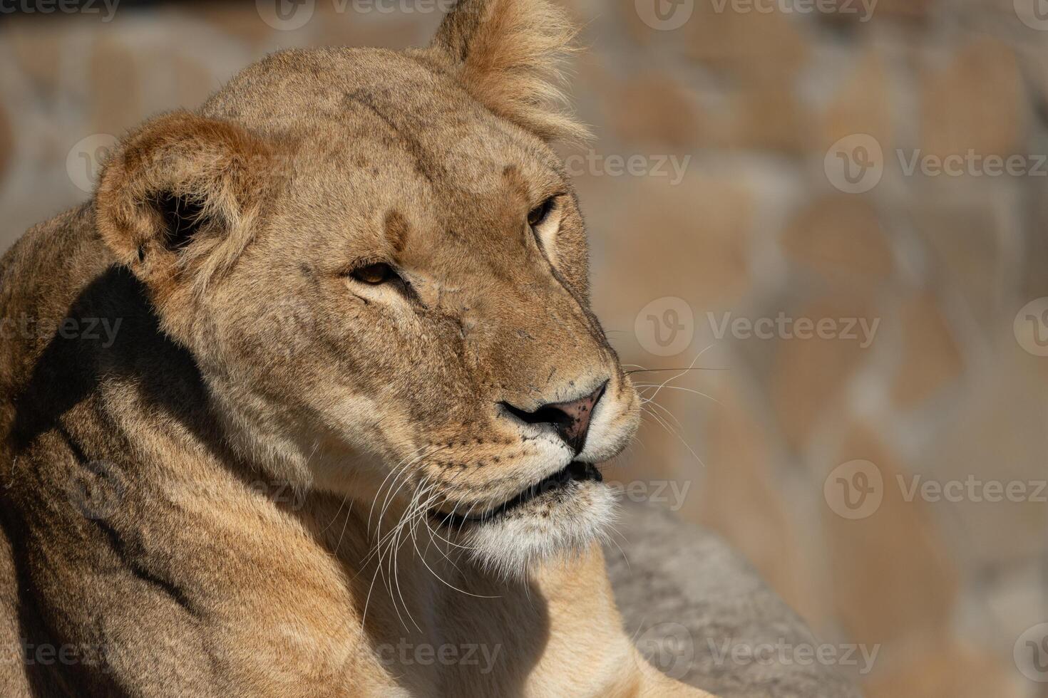 Lioness Portrait Zoo Animal Close-up photo
