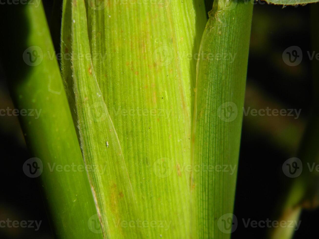 Green leaf background from tropical area photo