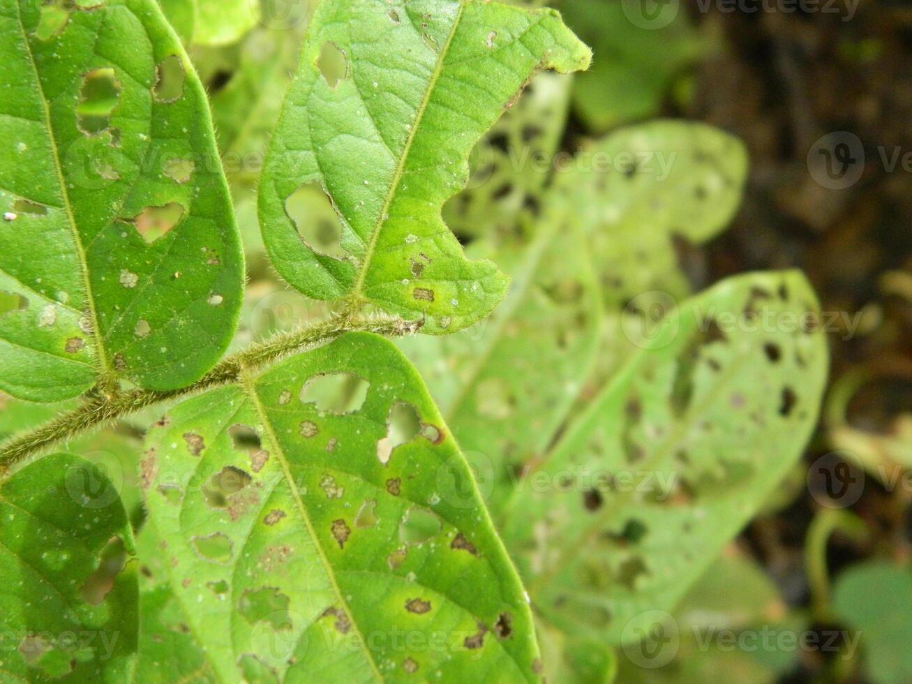 Green leaf background from tropical area photo
