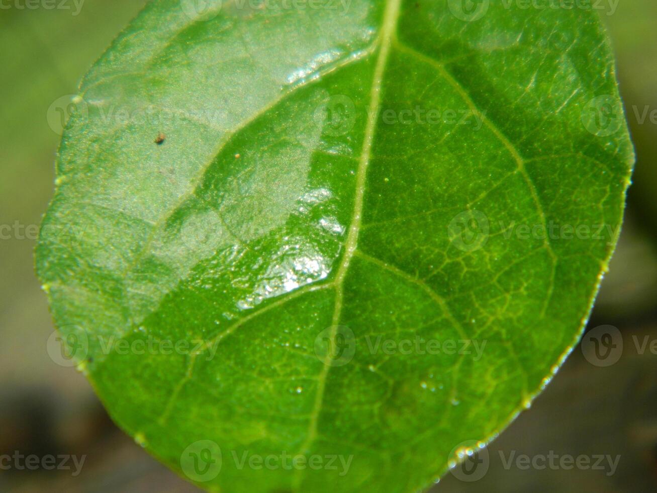 Green leaf background from tropical area photo