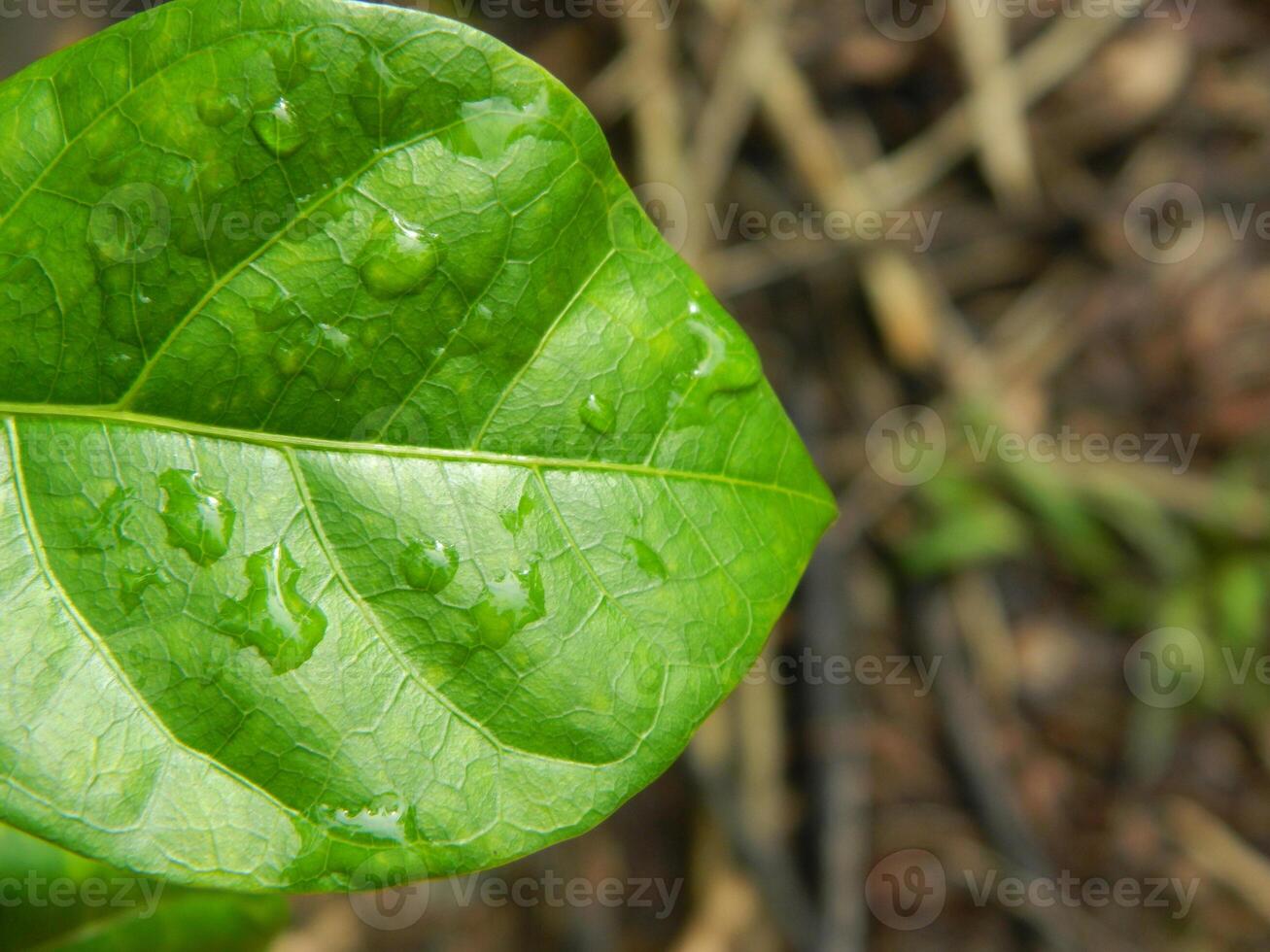 Green leaf background from tropical area photo