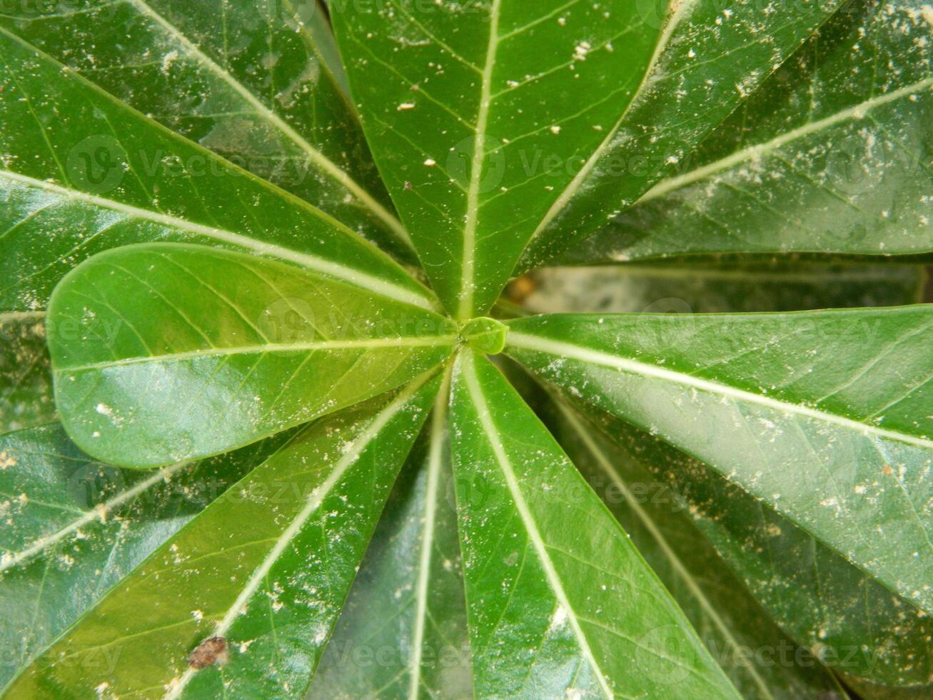 Green leaf background from tropical area photo