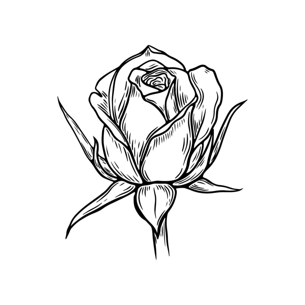 Engraving, sketch rose. Flower. Black and white illustration vector