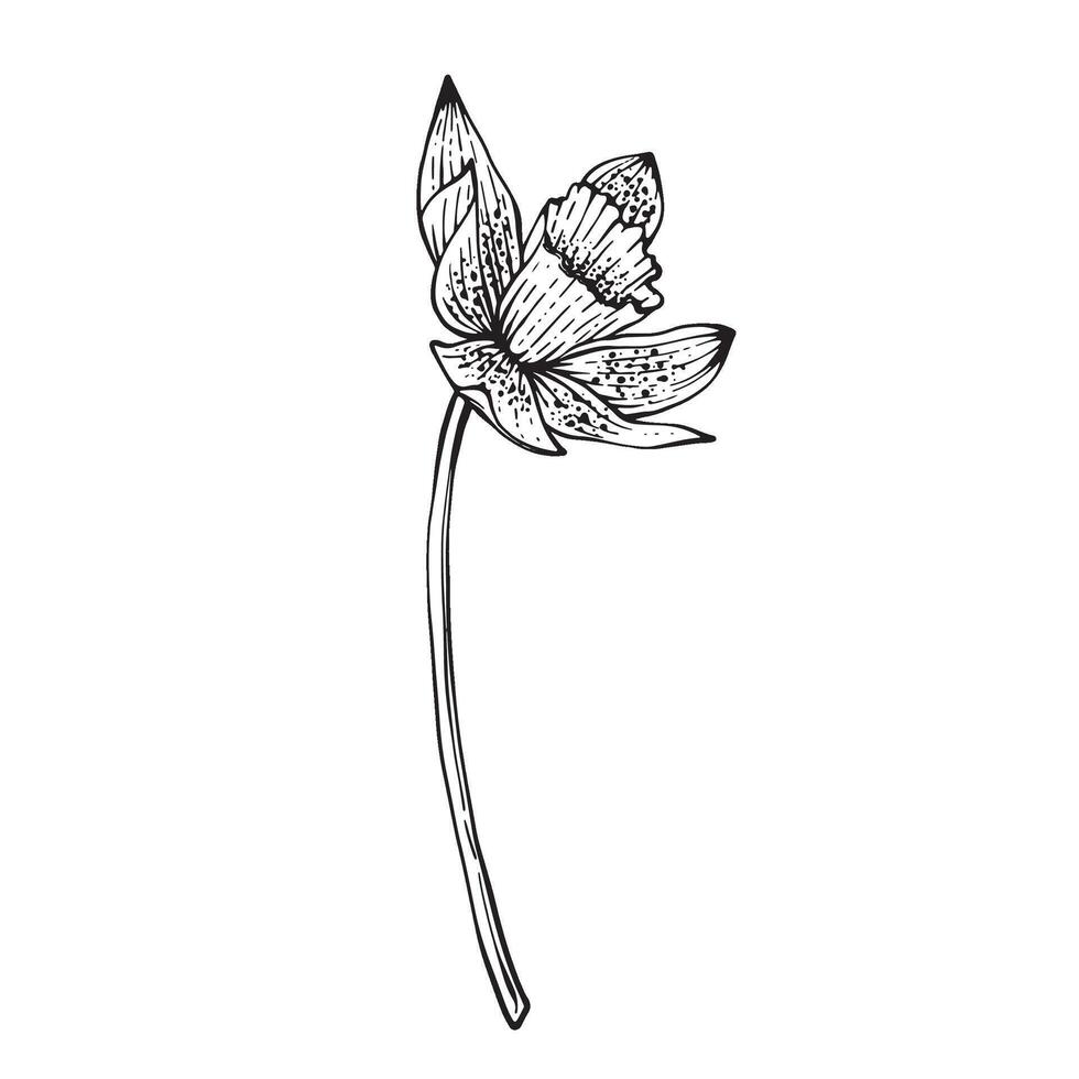 Spring Flower Narcissus. illustration On white background. Design flower shops, perfume labels, cosmetics, packaging, typography, textiles, tableware. Fragrances for the home. Festive bouquets vector