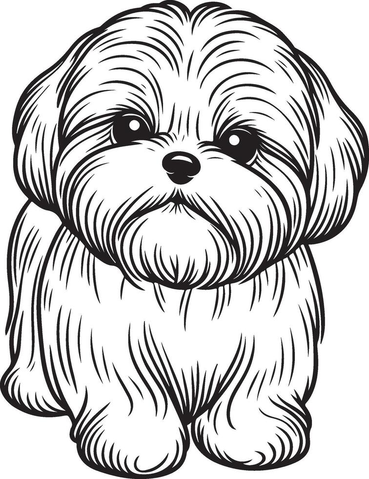 Loyal Shih Tzu Line Art vector