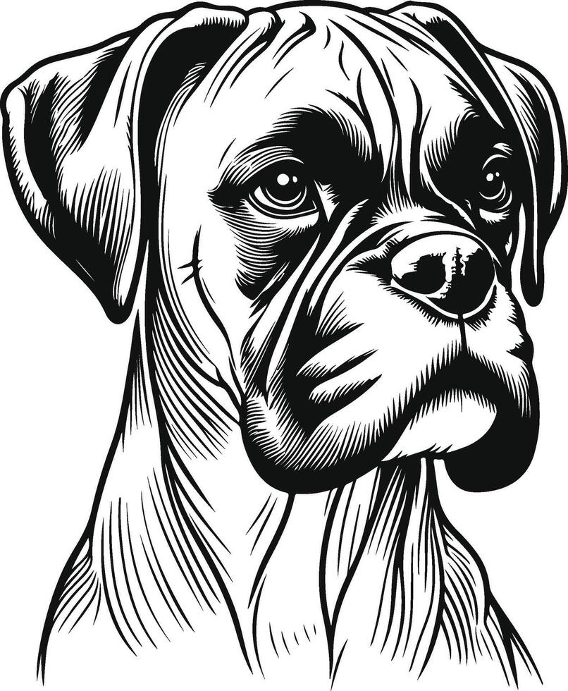 Boxer dog illustration, vector