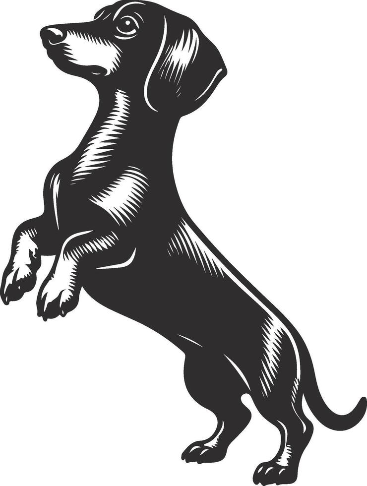 Adorable Dachshund breed dog black silhouette vector
