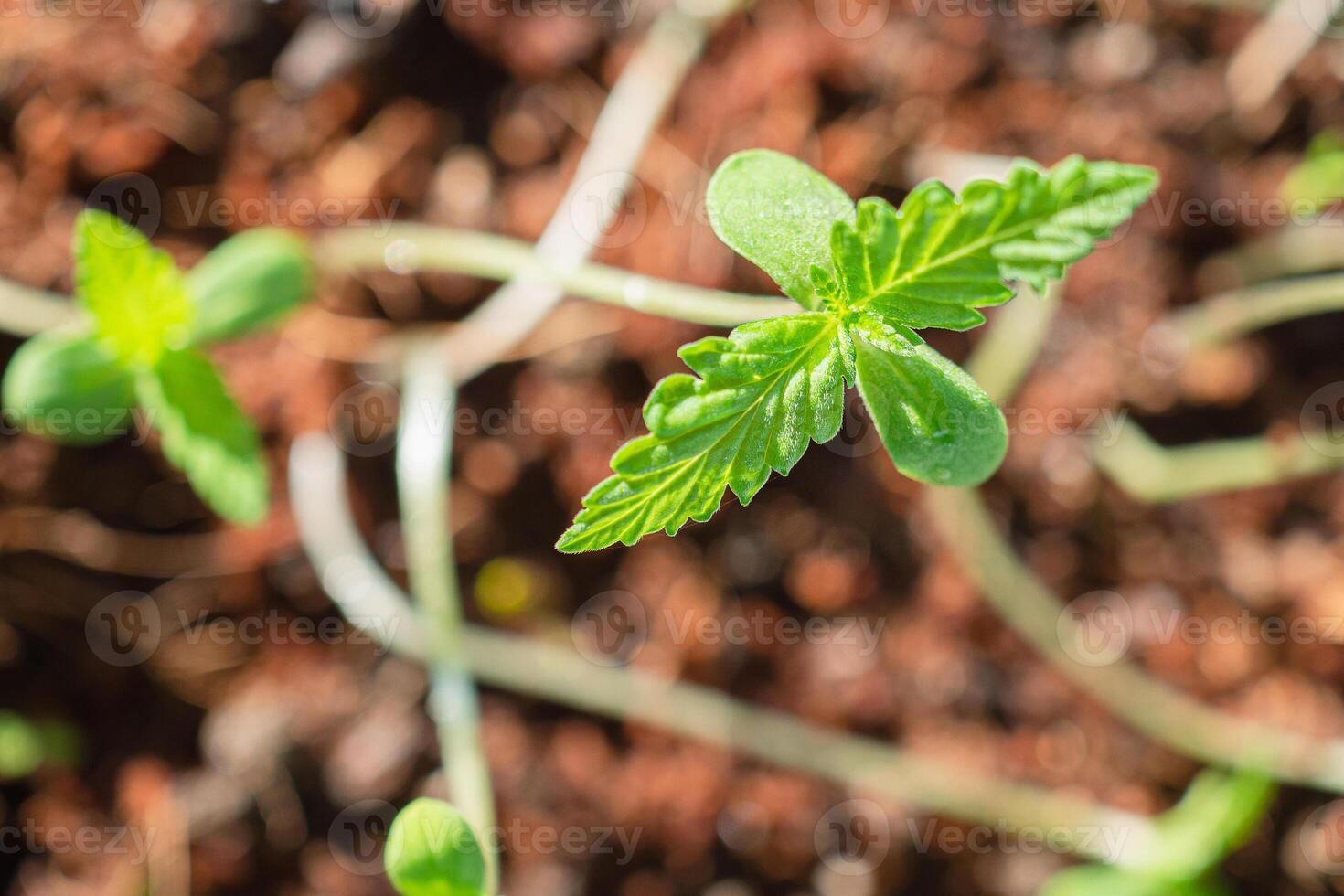 Close-up of cannabis sapling plant in a potted photo
