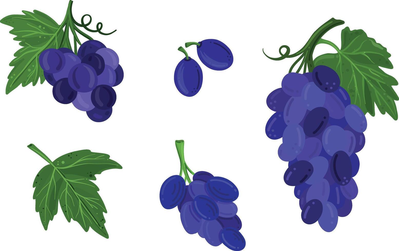 Set of blue grapes with bunches, individual berries, seeds, and leaves. illustration in a flat style. vector