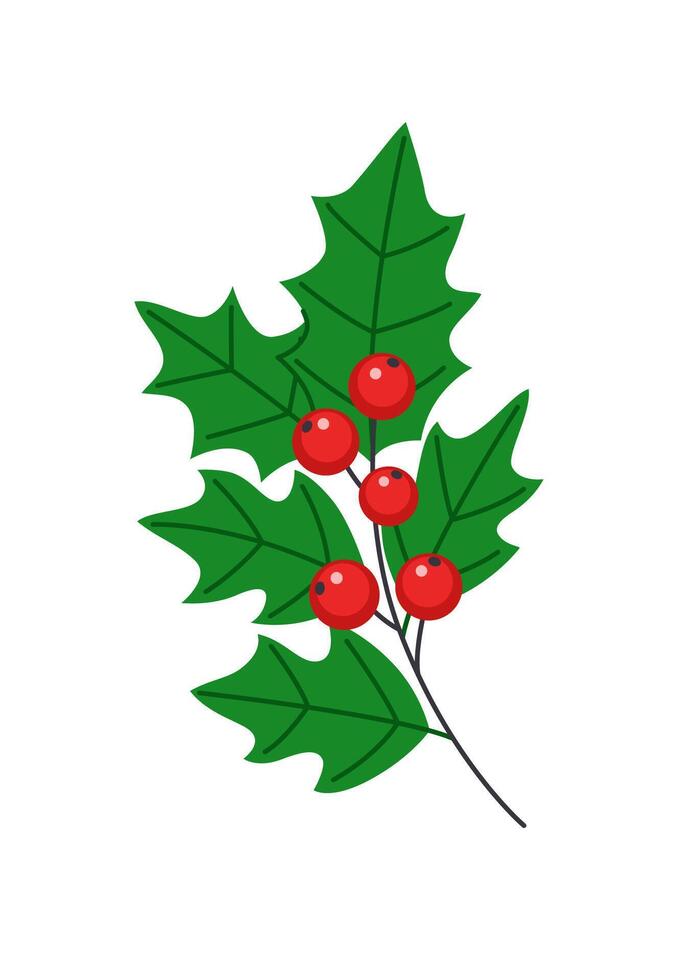 Holly sprig with berries and leaves. Traditional Christmas decoration for home. Isolated on white background. vector