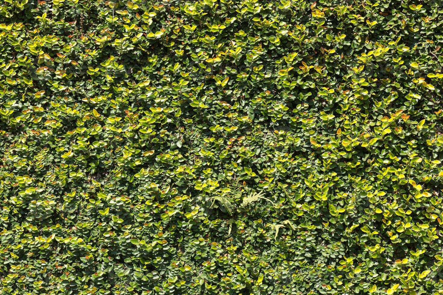Green leaves wall texture photo