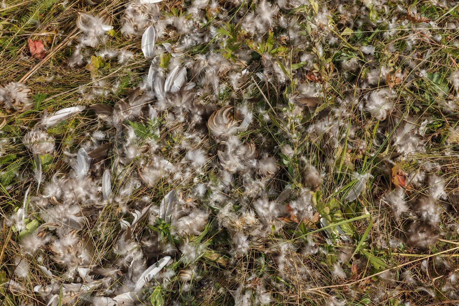 Bird feathers scattered across the grass. Remains of a bird. Bird killed and eaten by predator photo
